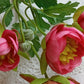 Ranunculus virág